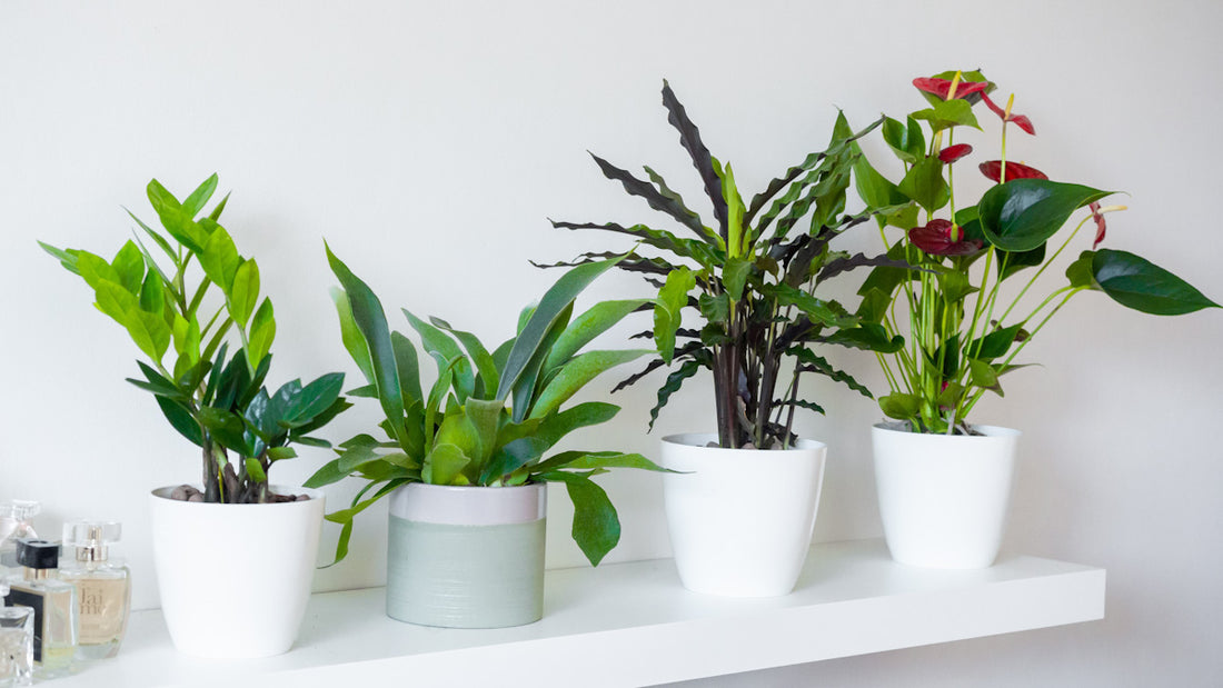 The Best Plants for Your Office