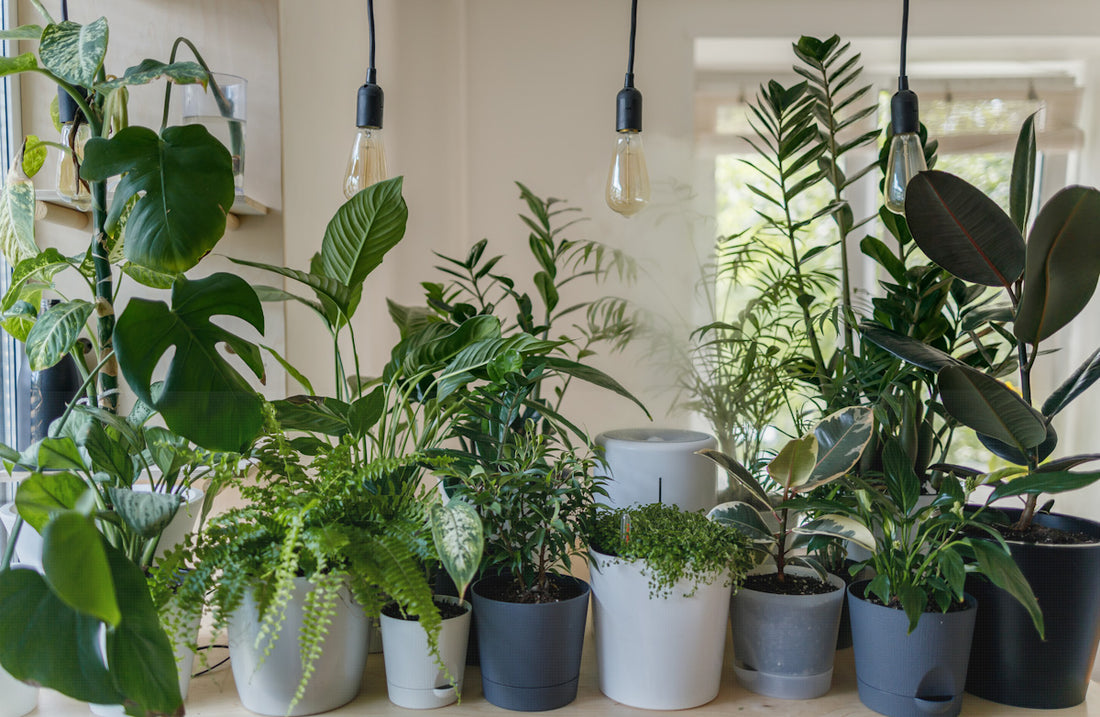 Start Your Indoor Plant Collection